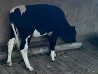Krowa, Russian Black pied cattle — zdjęcie 3