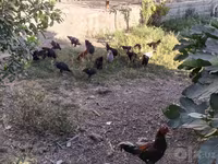 Chickens — foto 5
