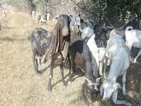 Buk, Nubian Goat — foto 1