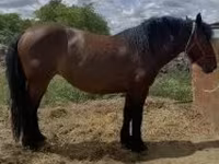 Mare, Horses — photo 1