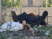 Chickens — عکس 5