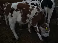 วัวตัวผู้, Swiss cattle — รูปภาพ 4