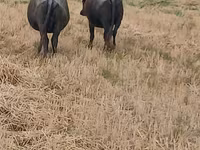 母牛, African Buffalo — 照片 2
