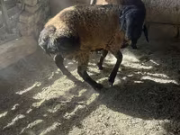公羊, Rhon sheep — 照片 5
