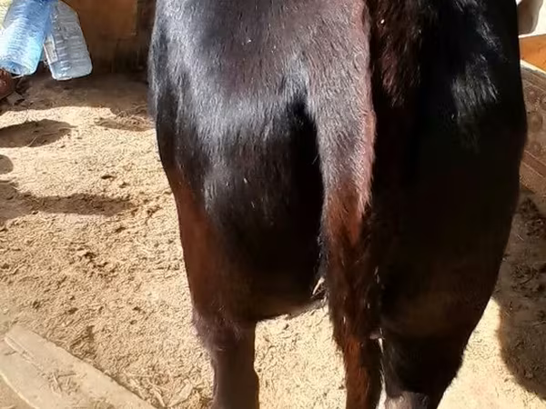 母牛, Cattle