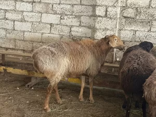 Baran, Edilbay sheep