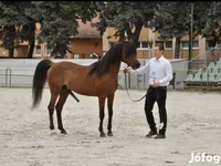 اسب نر, Arabian horse — عکس 3