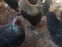 Chickens — 1-rasm