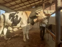 Tjur, Holsteinrasen — foto 3
