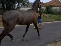 Koń, Lipizzaner — zdjęcie 3