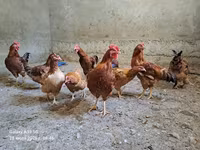 Chickens — photo 7