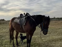 Caballo, Caballos — foto 1