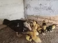 Ducks — عکس 4