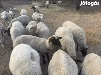 Beran, Tsigai sheep — foto 3
