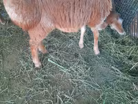 میش, Rhon sheep — عکس 3