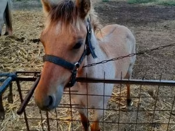 Kůň, Welsh Cob