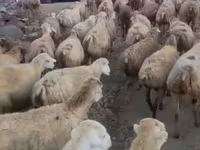 میش, Daglıс sheep — عکس 2