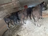 گاو نر, آبرادین-آنگوس — عکس 4