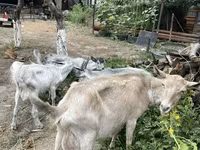 ছাগী, ছাগল — ছবি 4