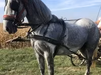 Iapă, Andalusian horse — foto 3
