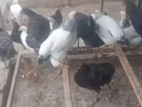 Chickens — ፎቶ 8