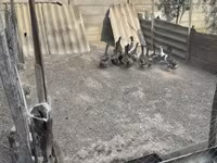 Ducks — 사진 6