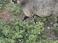 قوچ, Romanov sheep — عکس 4