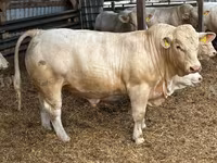 Lembu jantan, Charolais cattle — foto 3