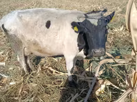 گاو ماده, Russian Black pied cattle — عکس 3