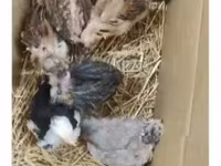 Chickens — photo 4