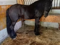 اسب نر, Friesian — عکس 3