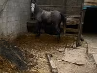 Kůň, Koně — foto 1