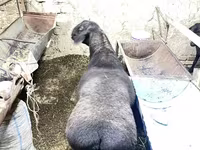 Kambing jantan, Hissar sheep — foto 1