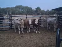 Bulle, Simmental cattle — Foto 4