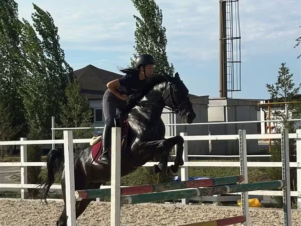 Kuda betina, Friesian sport horse