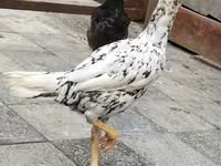 Chickens — foto 3