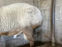 Ram, Arashan sheep — photo 3