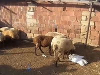 قوچ, گوسفند — عکس 1