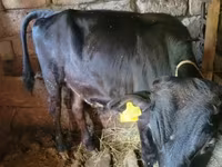 Bull, Cattle — photo 4