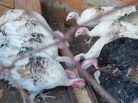 Turkeys — foto 1