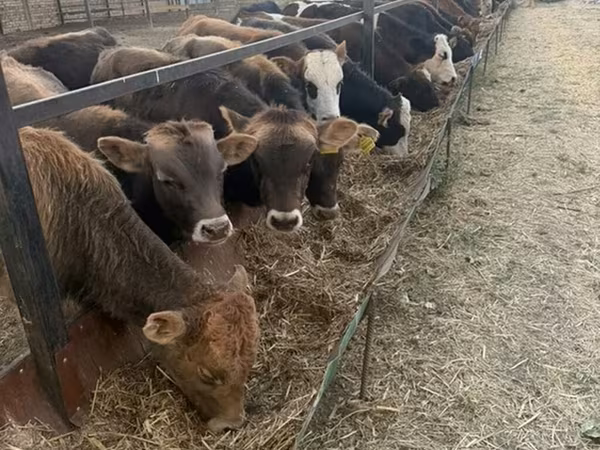 Bik, Swiss cattle