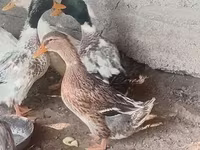 Ducks — புகைப்படம் 2