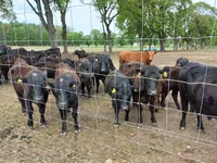 公牛, Aberdeen-Angus — 照片 1