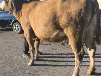 Cow, Simmental cattle — photo 7
