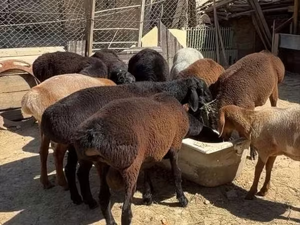 كبش, Hissar sheep