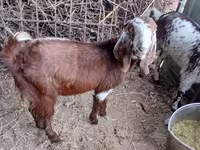 Cabra, Beetal goats — foto 3