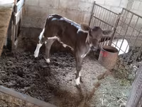 गाय, Simmental cattle — फ़ोटो 6