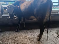 Крава, Swiss cattle — снимка 4