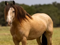 Hingst, Gypsy horse — foto 2