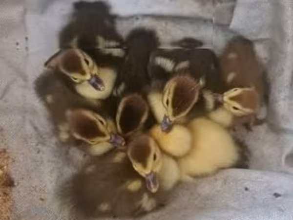 Ducks